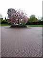 Cherry tree roundabout