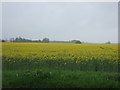 Farmland south of Billingborough