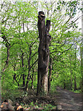 TQ4693 : Recently pollarded oak by Roger Jones