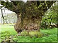 A warty tree