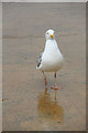SY3391 : Herring Gull (Larus argentatus) by Christine Matthews