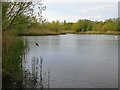 Gravel pit, Field Common