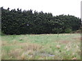 Trees on industrial estate, Billingborough