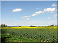 Oilseed rape fields north of Littly Wood, Ousden