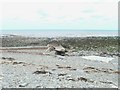 Remains of an old slipway near Plas Morfa