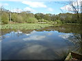 Lily pads on Combe Pond