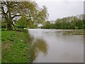 The muddy Thames at Sunbury, seen from Rivermead Island