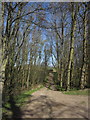 Track through Shrog Wood