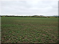 Farmland near Hougham