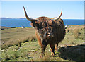 Highland cattle at Kalnakill