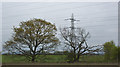 Trees at the edge of Kirkby Moss