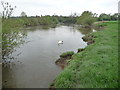 Swan on the Severn at Monkmoor, Shrewsbury