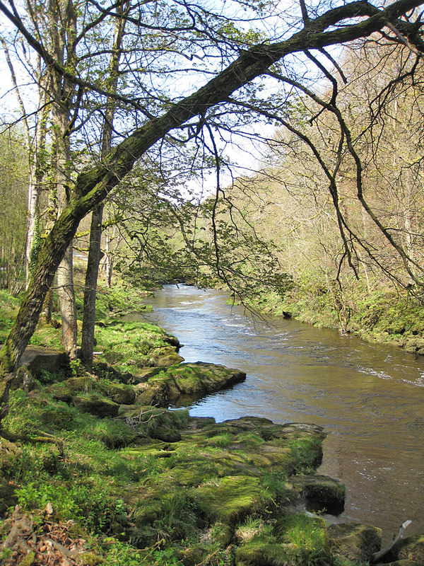 The River Wharfe, upstream view © Pauline E :: Geograph Britain and Ireland