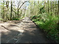 Byway through Langley Wood