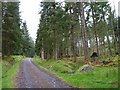 Road through the trees