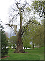 Sweet chestnut, Allesley Park