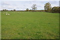 Grazing land near Cwmma Moor