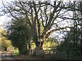 SP1168 : Holly and pollarded oak, Gentlemans Lane by Robin Stott