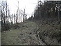 Forest  Track  on  Knipes  Hill