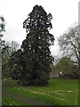 Tall tree as seen from St Peter