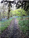 TQ1551 : Bluebells in Ashcombe Wood by Hugh Craddock