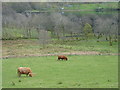NN5120 : Highland cattle by James Allan