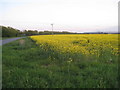 Oilseed Rape and Mount Pleasant Road