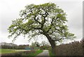 Oak tree, Hay-a-Park Lane