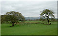 Pasture and oak trees north-east of Beulah, Powys