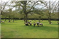 Apple orchard in early May near Ledicot