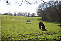 Horses grazing