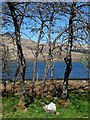 Gean on the shore of Loch Eil