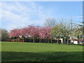 NZ2061 : Flowering Cherry Trees, Chase Park, Whickham by Alex McGregor