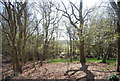 Woodland on Ashdown Forest