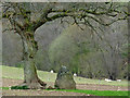 Tree and Standing Stone by Ty Mawr Mill, Powys