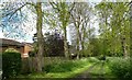 Tree lined avenue