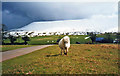 Pony on Hay Common