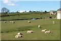 Sheep at Heyshaw