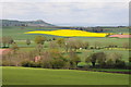 Oilseed rape field