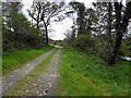 H4311 : Lane, Curraghanoe by Kenneth  Allen