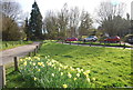 Daffodils, Godden Green