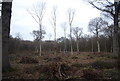 TQ6426 : Cleared woodland, Newbridge Wood by N Chadwick