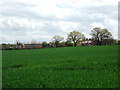 Moreton View and Clwt Cottages