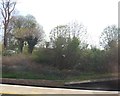 Trackside trees, Horley Station