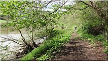 SO5303 : Riverside path, River Wye by Richard Webb