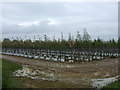 Tree nursery off Ely Road