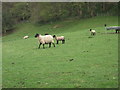 Llanwenog sheep near Erw