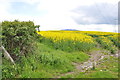 Rape field under electricity cables with a view of the Wrekin