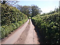 Lane to Ashclyst Forest at Hollis Head cottages