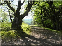 H5455 : Ancient tree at Knockmany by Kenneth  Allen
